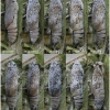 musch cribrellum pupa3 volg112